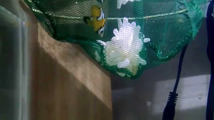 Attempting to encourage a clownfish to bond