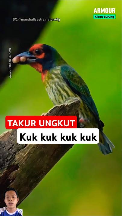 Burung Takur Ungkut (Coppersmith barbet) #burung