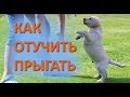 Дрессировка собак. Как отучить щенка прыгать на людей.