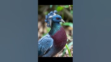 bird/ cartoon/3D animation