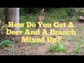 How Do You Get A Deer And A Branch Mixed Up? #deer