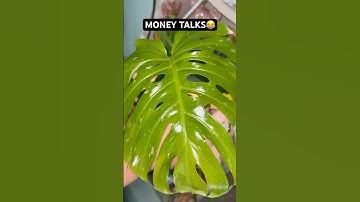 #moneytalks #money #shopping #relatable #fyp #trending #plants #houseplants #funny #haul #trending