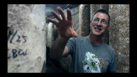 How do you kill Trichoderma Mold? - Organic Oyster Mushroom Grow [Part 7]