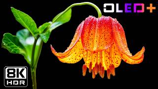 Ultra Realistic Flowers in HDR | Stunning 16K HDR 60FPS Dolby Vision | 4K/8K TV Demo
