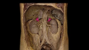 Autonomic Nervous System: The SNS and PSNS