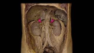 Autonomic Nervous System: The SNS and PSNS