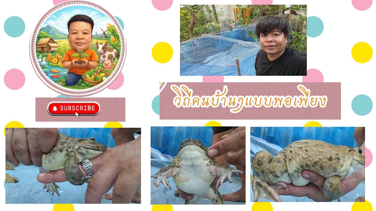 ทำที่เพาะกบให้ง่ายประหยัดเวลา ลดต้นทุน สะดวก รวดเร็วกับบ่อกบลุงพงษ์บ้านหมี่ พร้อมวิธีคัดพ่อแม่พันธุ์