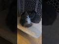 May 23rd 2026 Cutie and Her Kittens Day 29