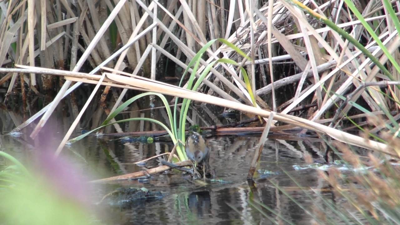 Little Crake