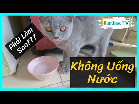 Video: Làm Thế Nào để Uống Nước Có Thể Cứu được Bàng Quang Của Mèo