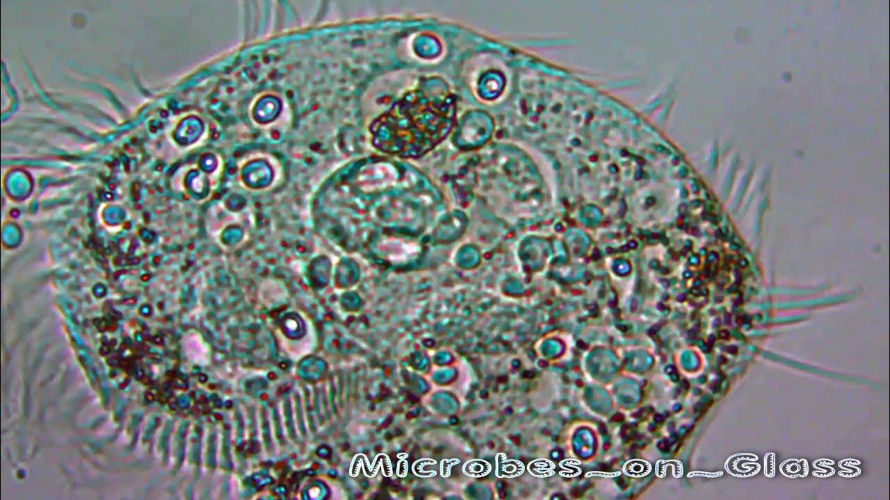 Under Microscope: Infusoria: Fantastic Small Creatures Swimming in Water Drop -