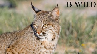 El Lince Rojo  Gato Montés / Felinos de México / Sony, Nikon & Browning / Fotocacería / HD / México