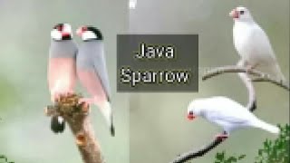 Java sparrow take a bath | white Java sparrow| Java sparrow  colony | are Java sparrow friendly