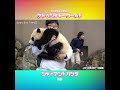 優しく抱かれて帰っていく🐼 かわいい♥ #彩浜 #アドベンチャーワールド #shorts