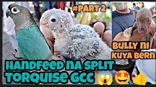 #Bocaue petmarket#part2#Handfeed na split torquise green cheek conure#Quality Bully ni kuya Bern