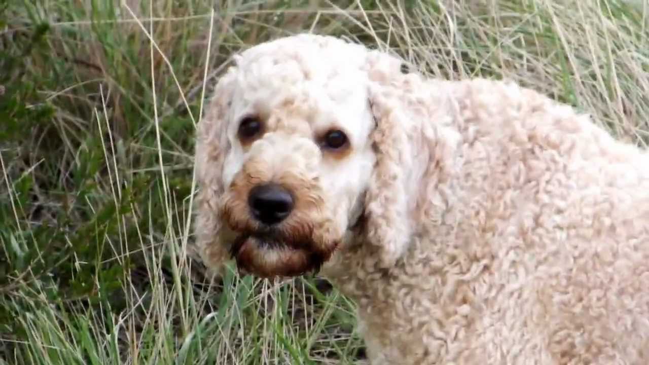 Cute Sporting dog Archie (cockapoo/spoodle) loves tracking rabbits ...