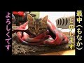 保護猫トライアル1日目「家族になるまで」