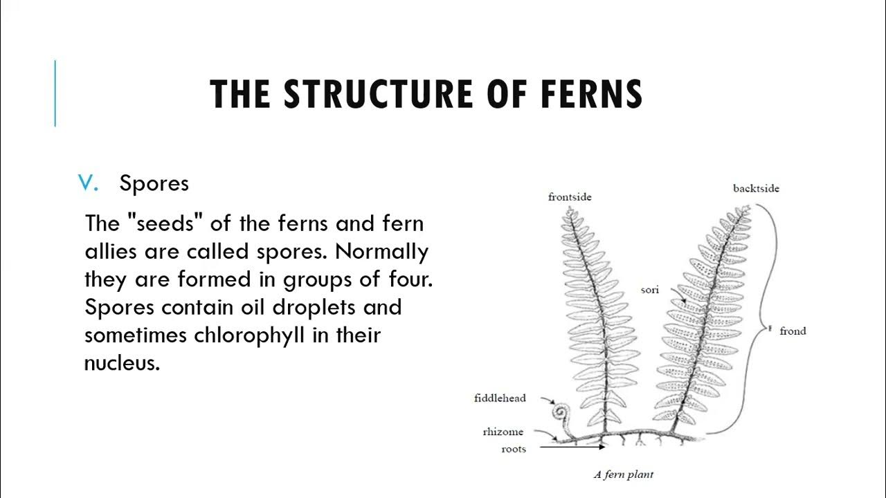 Division Filicinophyta Structure Of Ferns Advantages