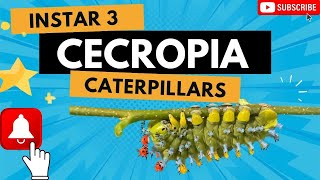 Hyalophora Cecropia Caterpillars, instar 3