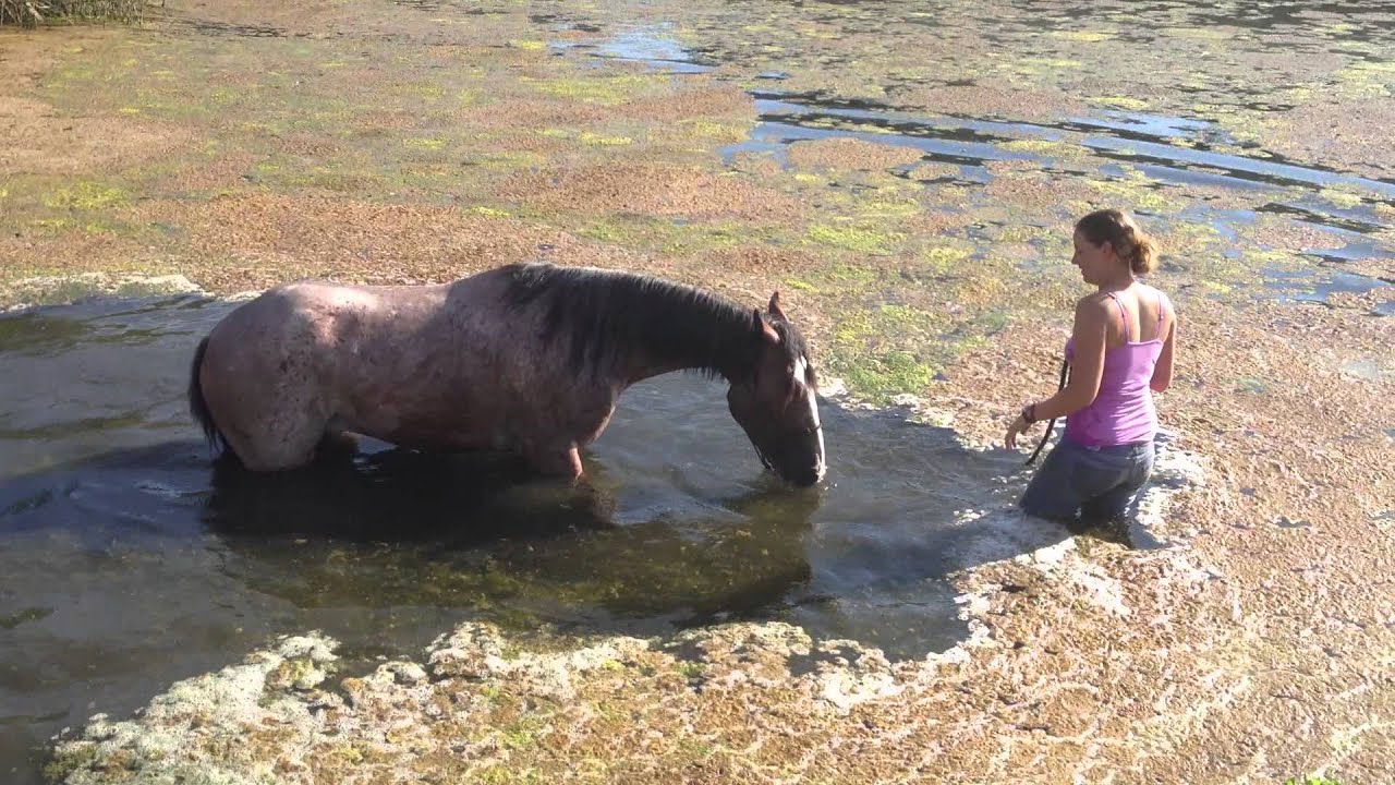 Leo June 12- Playing in pond- Mustang Million Horse
