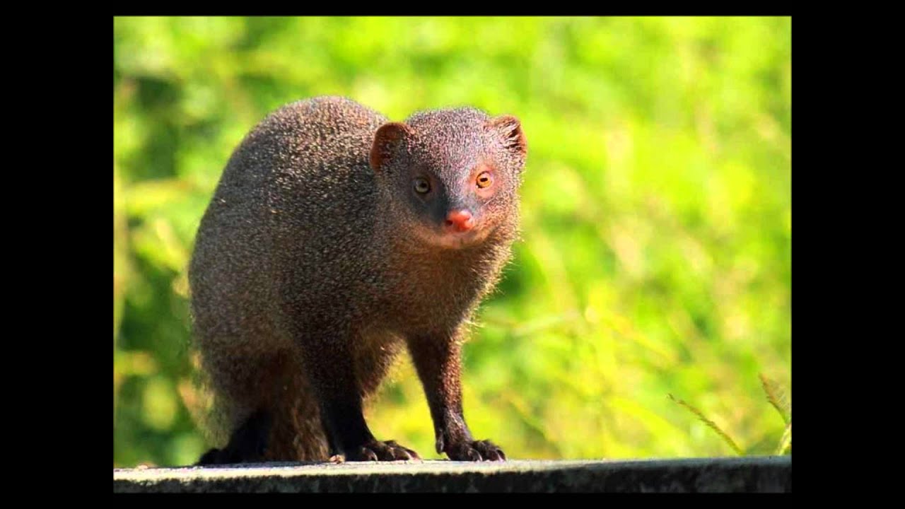 India Wildlife Tour: Close Encounters with Wild India