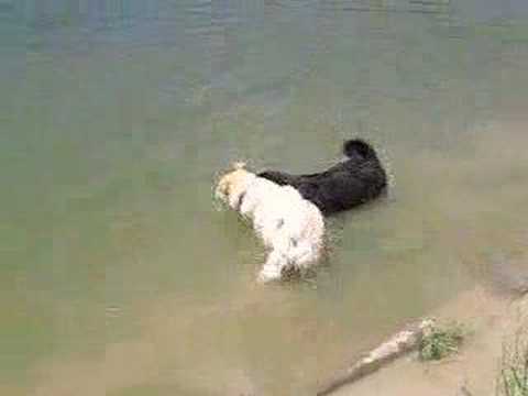 The Adventures of George and Jerry - Too Scared to Swim