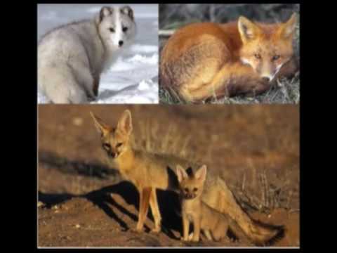 ევოლუციის შედეგი - შეგუებულობა