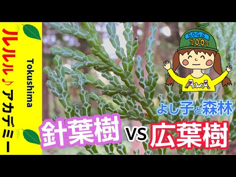 軟木と硬木の違いとは？現場で役立つ7つの見分け方と選び方