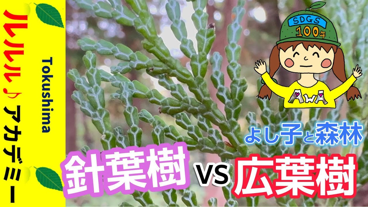 濃い緑の針葉　何の木？　3本セット　現状渡し 針葉樹VS広葉樹 - YouTube