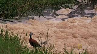 Croc Attacks Wildebeest (World's Deadliest)