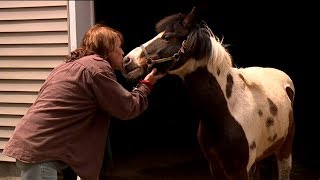 Missing Pony Finds his Way Home in the Poconos