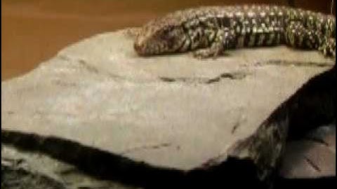 Tegu up from hibernation