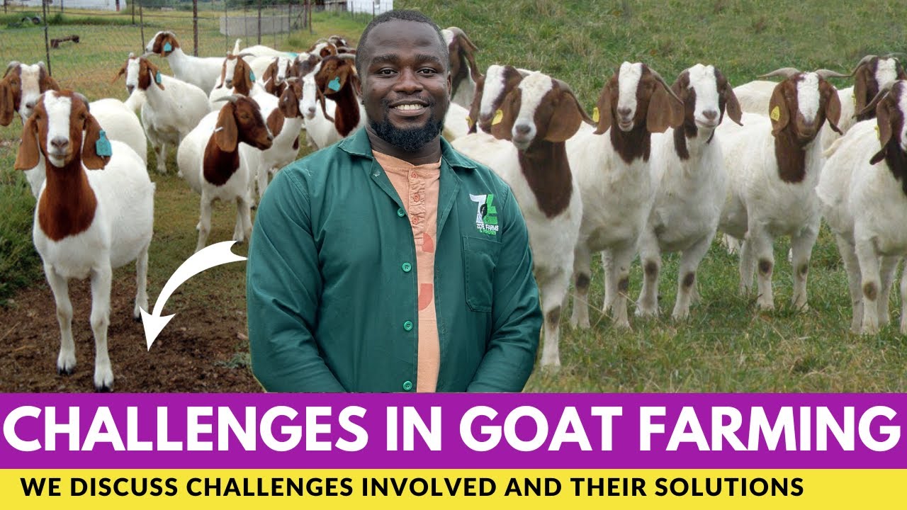Проблемы, связанные с козоводством, и их решения