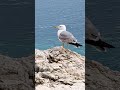 Galebovi odmaraju ❤#youtubeshorts #shortvideo #yt #shorts #short #seagulls #seagull