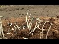 Mushrooms on Elephant Dung. Грибы на слоновьем навозе (2533sp)