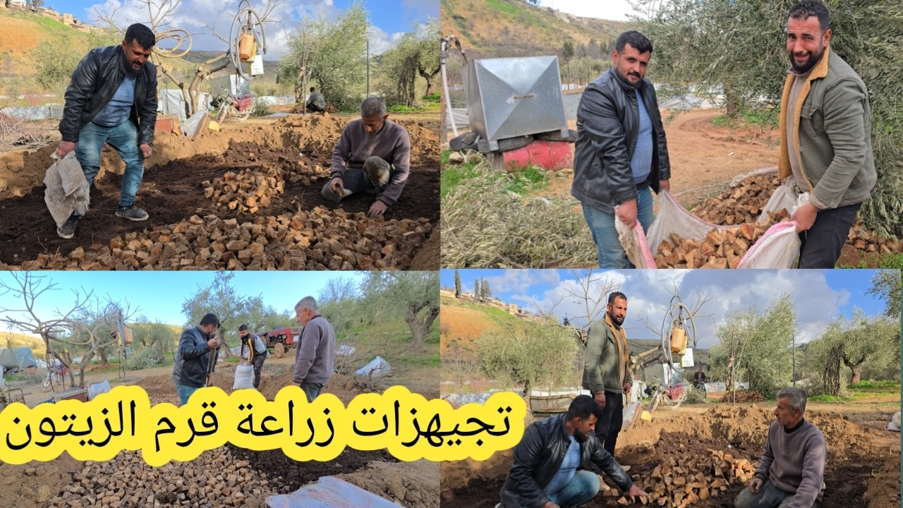 تجهيز قرم الزيتون للزراعة خطوة بخطوة | بمساعدة الشباب شوفوا كيف يتم تحضير القرم
