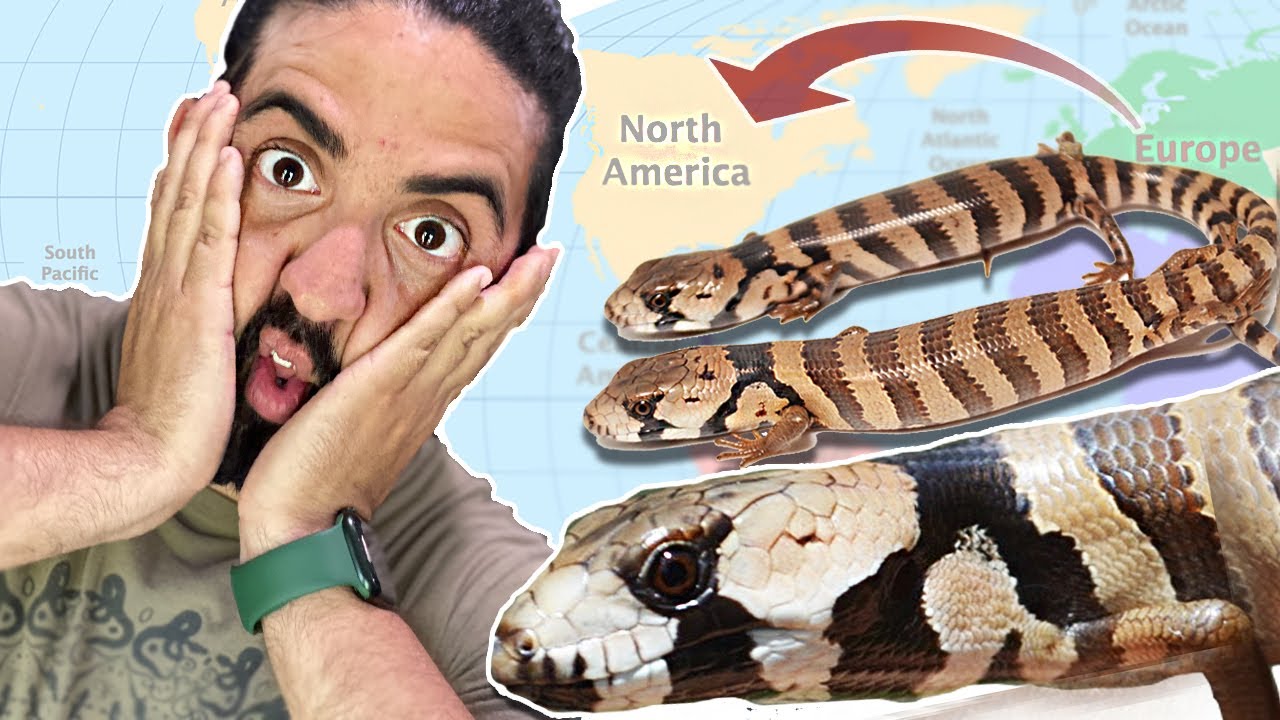 Unboxing Imported Baby Pink tongue skinks!