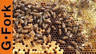 Nuc Hive Inspection - Beekeeping 101 - GardenFork