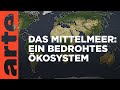 Das Mittelmeer: Ein bedrohtes Ökosystem | Mit offenen Karten | ARTE