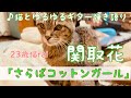 【さらばコットンガール】関取花 ゆるゆる弾き語りカバー ねことともに