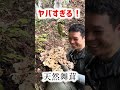 天然舞茸やばすぎw