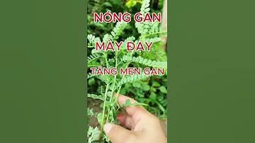 Bạn có biết "cây chó đẻ" lại là một "thần dược" giải độc gan? #diệphạchâu #câychóđẻ #giải_độc_gan