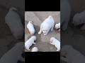 Mafia song #song #shorts