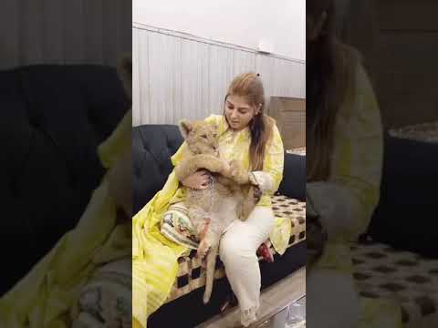Amina Khan Pakistani TikToker Viral Video With Lion