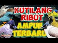 MP3 suara pikat KUTILANG RIBUT terbaru ampuh buat nurunin semua burung