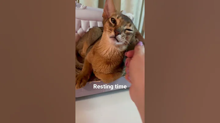 Watch the video about Cute Abyssinian kitten #cat #cutecat #mycat #cutepet #catlover #kitty