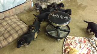 PuppyFinder.com : Puppies