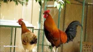 صوت صياح الديك | Rooster Crowing