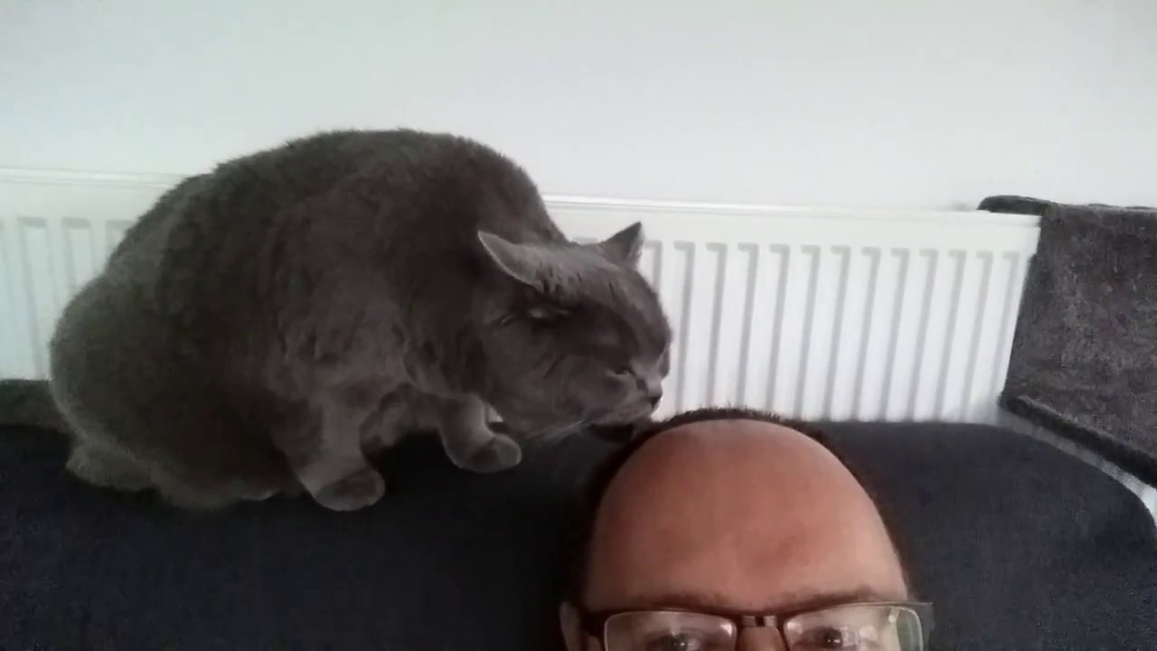 My cat washes my hair.... True love ... or just too funny ;-)