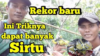 Rekor baru pikat burung sirtu ||Cara terbaru pikat burung sirtu yang susah turun